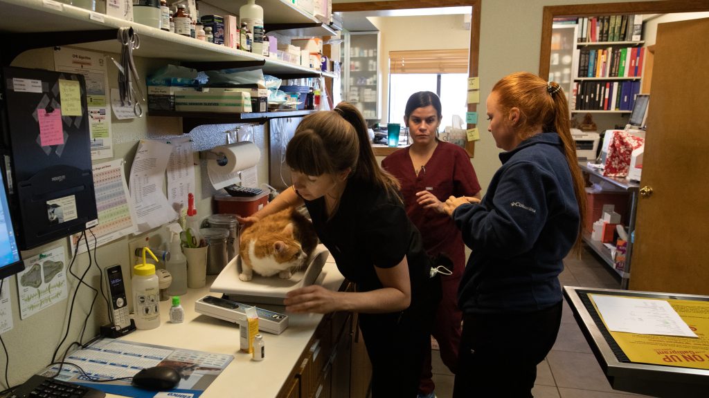 Job Opportunities Burton Creek Veterinary Clinic