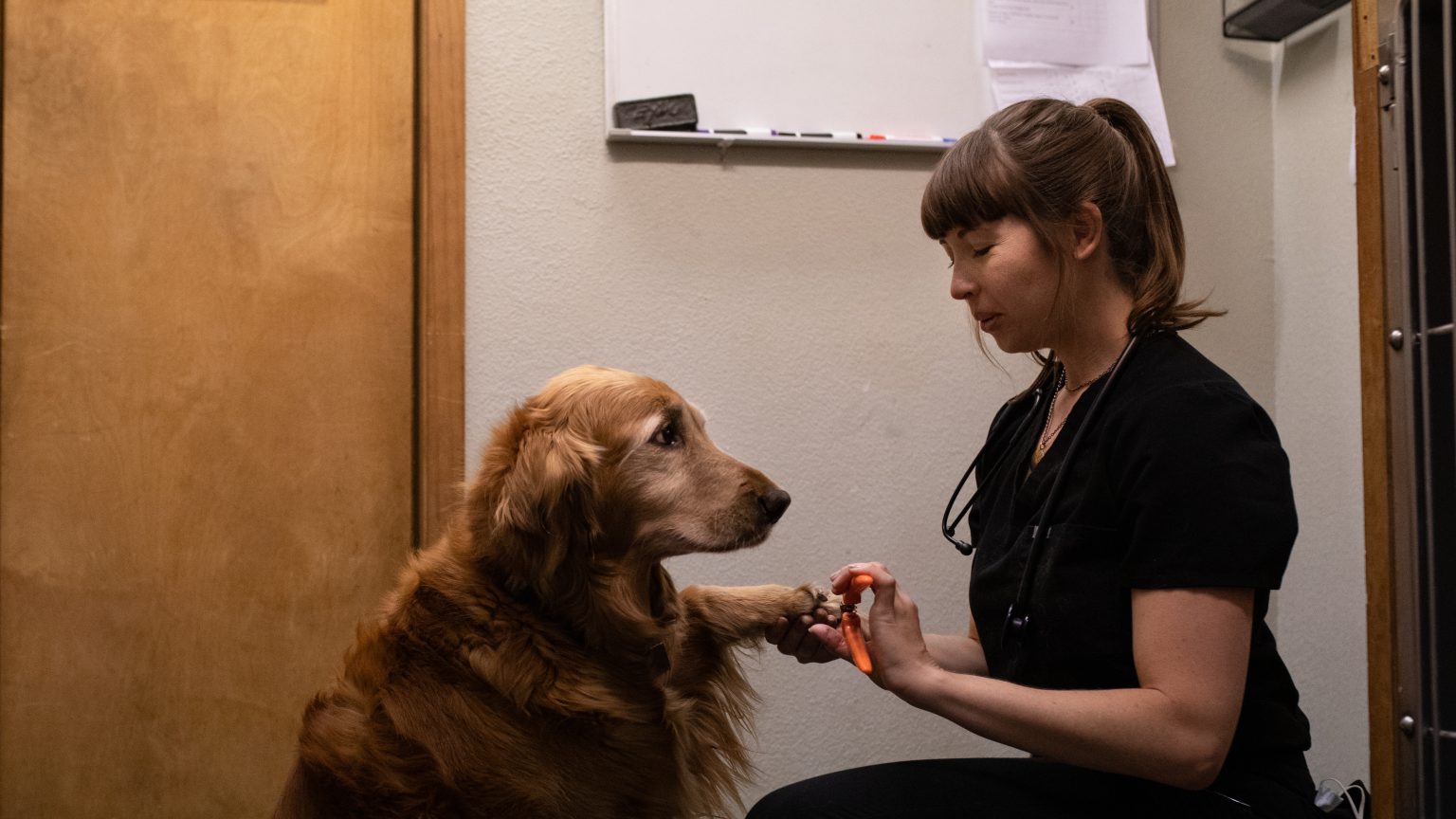 Preventative & Primary Care Burton Creek Veterinary Clinic